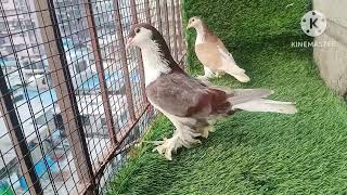 siraji pigeon at ABpigeon loft mumbai 7208282522 [upl. by Ynamreg]