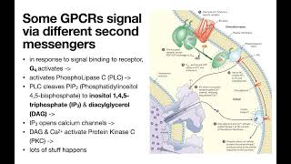 GProtein Coupled Receptors βadrenergic etc [upl. by Ethel648]