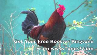 Rooster Ringtone Free [upl. by Aisiat]