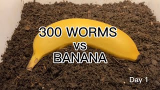 【SDGs】300 Worms vs Banana ＃vermicompost ＃earthworm [upl. by Bannasch]