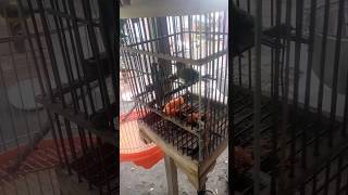 Kalau Sudah bosan mah di lepas aja🤭Pleci plecimataputih plecibird [upl. by Aneis]