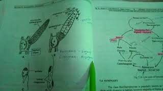 Ectocarpus life cycle and reproduction [upl. by Acinnad]