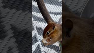 Chippy rips a 🥜 to shreds naturelovers chipmunk [upl. by Gnex]