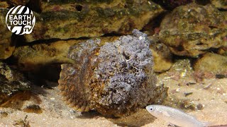 Scorpionfish The ultimate predator [upl. by Notecnirp619]