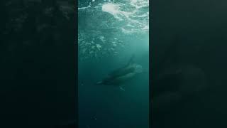 Incredible Sardine Run Spectacle  Underwater Wonders of South Africa [upl. by Ramyaj537]