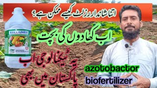 How beneficial is the biofertilizer azotobacter bacteriahow can use azotobactor [upl. by Lebatsirhc]