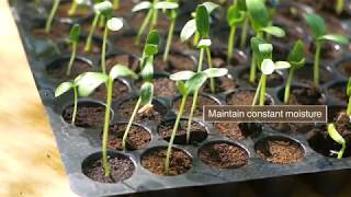 How to plant and grow cucumber [upl. by Felise]