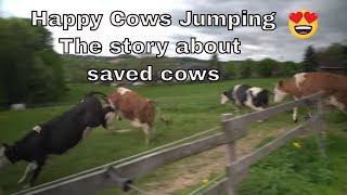 Happy Saved Cows Jumping for joy [upl. by Malha666]