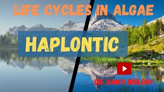 Life Cycles in Algae part1 Haplontic [upl. by Eciened]