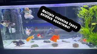 BEAUTIFUL Fancy goldfish aquariums  Rate my tank [upl. by Malo257]