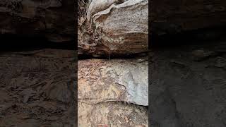 Rocks and fungi ozone falls [upl. by Montano]