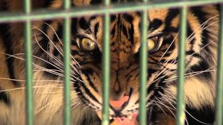 Tijger op transport  Burgers Zoo Natuurlijk  Arnhem [upl. by Kayne]