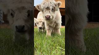 Cute baby Cow 🐮❤️YourGallery reelsviralシ shortsreels shortsviral reelschallenge babycow cow [upl. by Eirffej430]