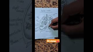 Windpipe 🫁 drawing viral videos trendingshorts drawing art [upl. by Arondell759]