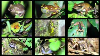 An Array of Frogs Calling in the Peruvian Amazon [upl. by Lull]