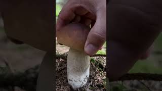 Fichtensteinpilz 🍴 Boletus Edulis pilze boletus boletusedulis funghi fungi mushroom natur [upl. by Eremaj]