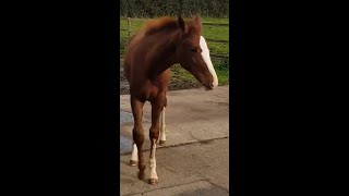 Foal with carpal varus  case resolved [upl. by Neelear]