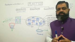 Plastids and their types Urdu medium profmasoodfuzail [upl. by Samau]