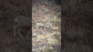 GIANT buck down hunting wildlife outdoors deer muledeer idaho liveaction wstrnelvtn [upl. by Weatherby]