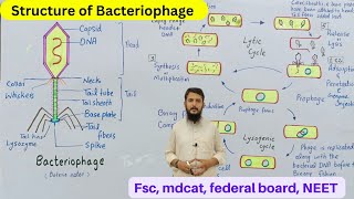 Structure of bacteriophage [upl. by Aneloc]