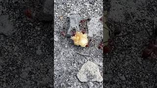 Ants fighting over food shorts ants [upl. by Wake]