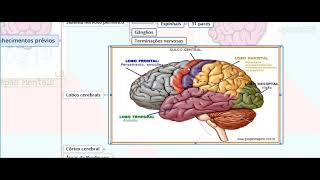 Vias Aferentes e Eferentes do Sistema Nervoso  Parte 01  NeuroLogia em Mapas Mentais [upl. by Ohploda]