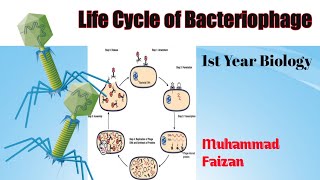 LIFE CYCLE OF BACTERIOPHAGE  First year Biology  Chapter 5  Presented By Muhammad Faizan [upl. by Ced]