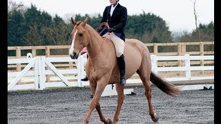 Boo tackless dressage [upl. by Remat]