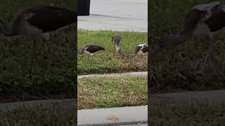 Birds eat foods beneath grassDec 8 2024 [upl. by Notle645]