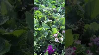 What are geraniums good for  garden houseplants geranium gardening [upl. by Bora230]