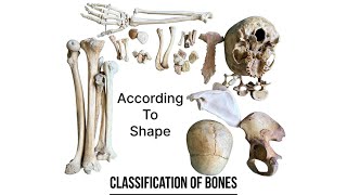 Classification of bones according to shape  human anatomy  Foziya Vohra amp Mukta Nivedita [upl. by Eaner]