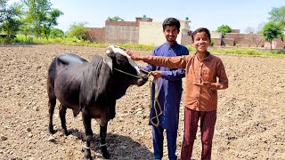 Hamara Qurbani Wala Janwar 😍 ALHAMDULILLHA [upl. by Naji266]