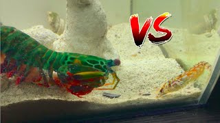 Giant Mantis Shrimp VS Pistol Shrimp [upl. by Adnaluoy810]