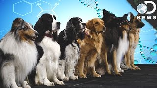 How Are New Dog Breeds Created [upl. by Hildie]