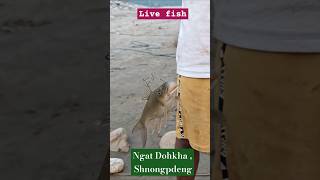 DOHKHA SHNONGPDENG  shorts livefish shnongpdeng umngot SPOTLANDIARIES [upl. by Romeu]