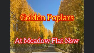 The golden poplars at Meadow Flat NSW 🇦🇺 poplar autumntrees [upl. by Anayk]