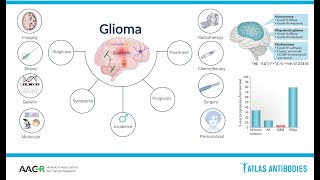 Glioma Biology and Molecular Markers [upl. by Ecnedurp]