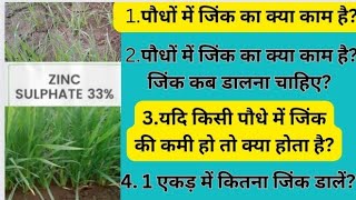 गेहूं में कल्ले कैसे बढ़ाएं How to increase tillers in wheat [upl. by Cathleen831]