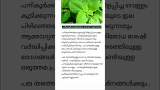 പനിക്കൂർക്ക ഇലയുടെ ഔഷധഗുണങ്ങൾ  Benefits of Plectranthus amboinicus  ശിശുരോഗ സംഹാരി [upl. by Anatolio]