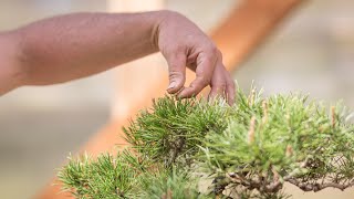 Bonsai Pinching Technique [upl. by Jonell]