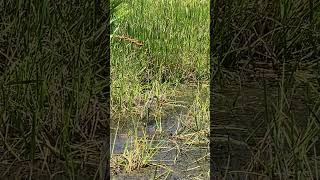 Limpkin Strutting Through South Florida Wetland [upl. by Ada]