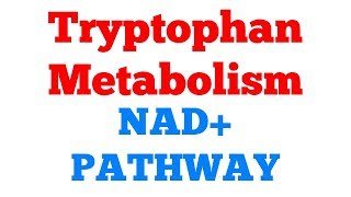 NAD pathway  Niacin formation  Tryptophan metabolism  Biochemistry [upl. by Glennon]