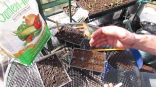 How to Seed Start Kohlrabi An Amazing Vegetable  MFG 2014 [upl. by Iorgos558]