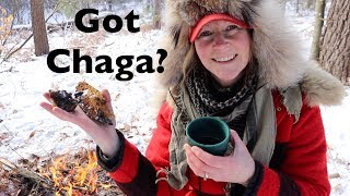 How to Find Chaga amp Make Tea [upl. by Yahsat]