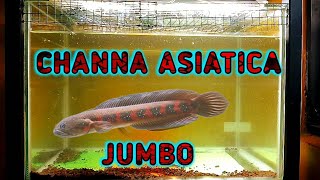 channa asiatica rsws jumbo [upl. by Haimerej]