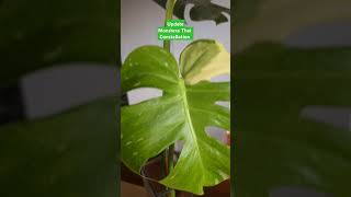 Monstera thai constellation new leaf update 💚 monsterathaiconstellation leca plants [upl. by Amoihc]