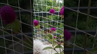 Gomphrena globosa commonly known as globe amaranth is an edible plant balconygarden [upl. by Goodson]