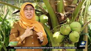 Kelapa Pandan Wangi Kelapa Genjah Andalan Ibu Pertiwi [upl. by Sternberg]