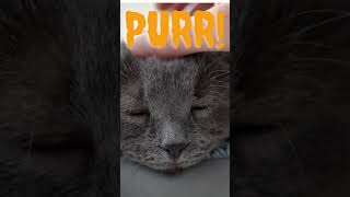 Relaxing British Shorthair Purring Session  Rahatlatıcı British Shorthair Mırıltısı cat cute [upl. by Ansilme49]