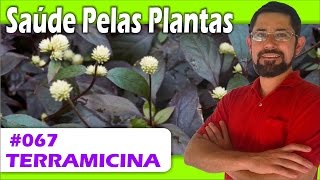 Saúde Pelas Plantas  Terramicina antibiótico cicatrizante câncer herpes [upl. by Fawna772]